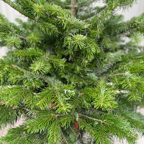 Nordmanntanne, im Topf gezogener Weihnachtsbaum | 1,5 - 1,6 m
