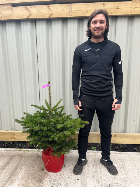 Nordmanntanne, im Topf gezogener Weihnachtsbaum | 100-120 cm