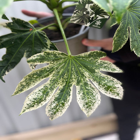 Fatsia japonica 'Spider's Web' 9cm-7.5L