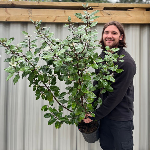Elaeagnus x ebbingei Compacta (Multibuy Offers Available)
