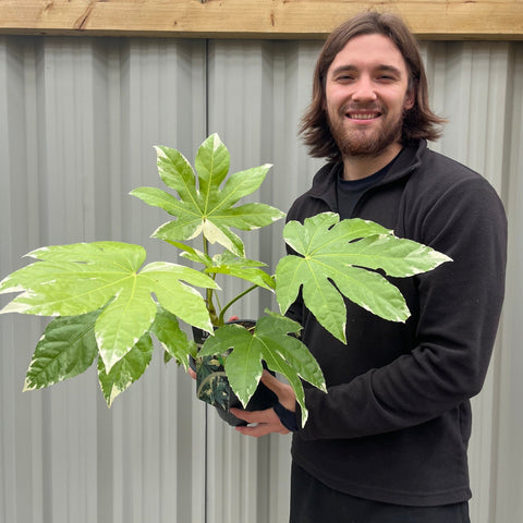 Fatsia japonica variegata | 2L Growers Pot