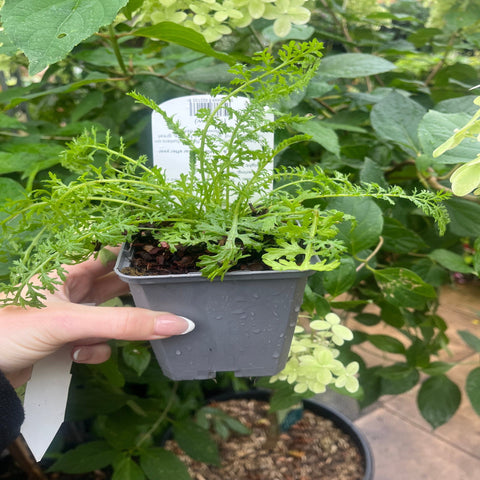 Schafgarbe 'Cerise Queen' (9cm Topf)