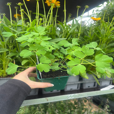 Aquilegia 'Spring Magic Blue' 9cm/1.5L