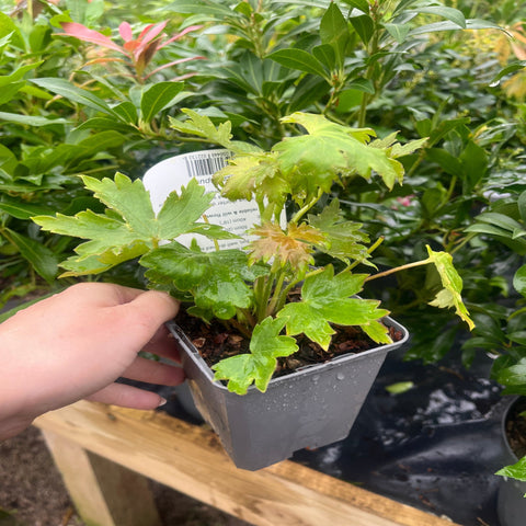 Delphinium pacific Hybrides Mixtes 9cm