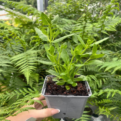 Salvia nemorasa 'Caradonna' 9cm / 2L