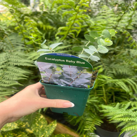 Eukalyptus pulverulenta 'Baby Blue' 9cm/2L