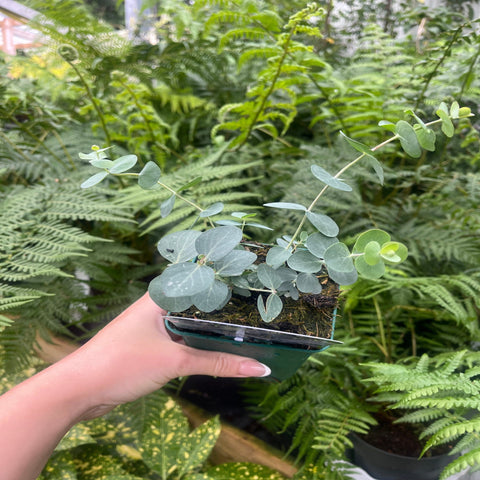 Eucalyptus pulverulenta 'Bleu Bébé' 9cm/2L