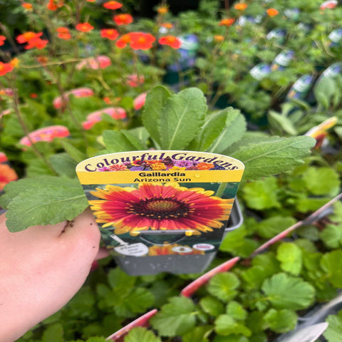 Gaillardia 'Arizona Sun' 9cm/2L