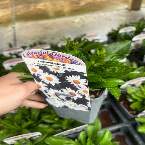 Leucanthemum x Superbum Madonna' 9cm/1,5L