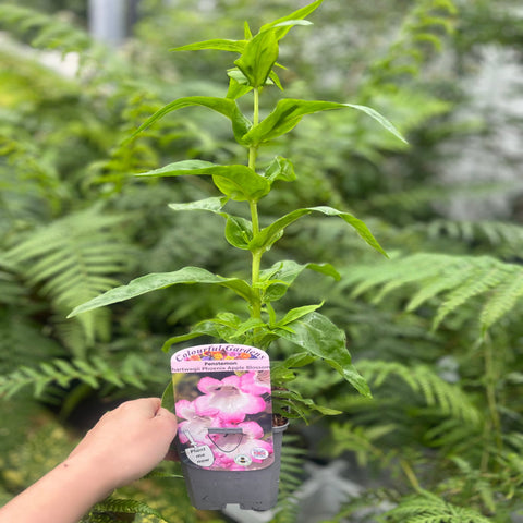 Penstemon Arabesque 'Appleblossom' 9cm/1,5L/2L 