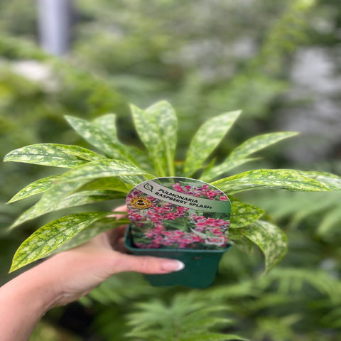 Pulmonaria 'Raspberry Splash' 9cm/2L