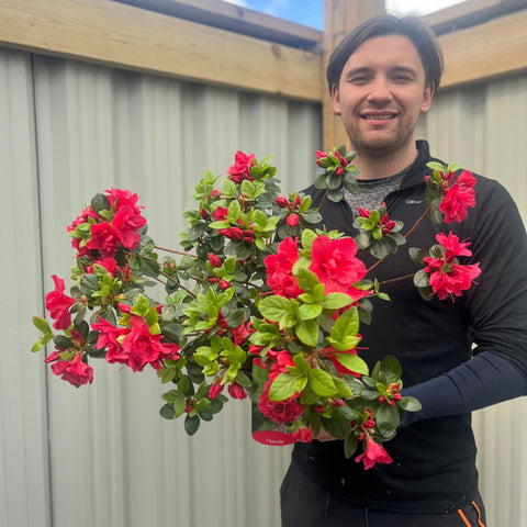Azalea Florida 1,5 l / 5 l