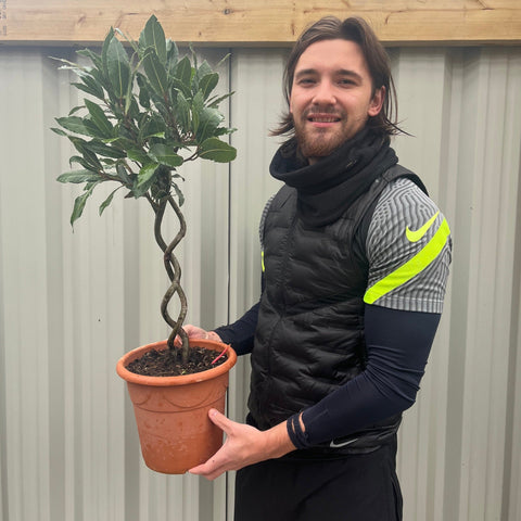 Double Spiral Stem Standard Bay Tree | Laurus nobilis | 75-85cm