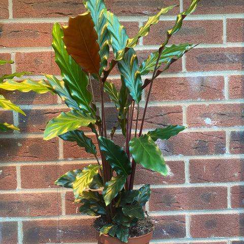 Calathea Tropistar