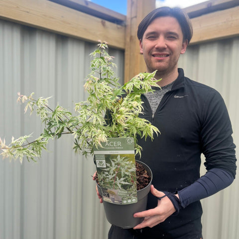 Acer palmatum 'Ukigumo' 3L