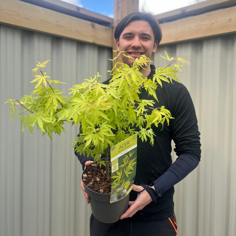 Acer palmatum 'Anne-Irene' 3L