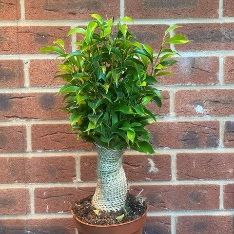 Ficus Natasja Kinky Jutebaum 30-35cm