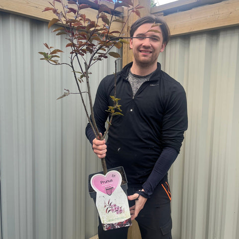 Ornamental Flowering Cherry Blossom Tree Dwarf - Prunus cerasifera ‘Nigra’ 80-100cm