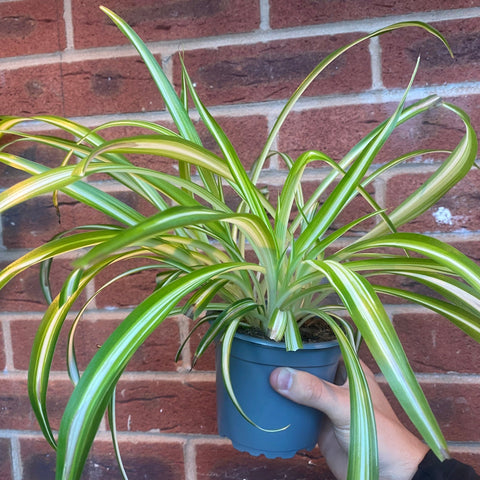 Chlorophytum variagata (Plante araignée) 25-30 cm