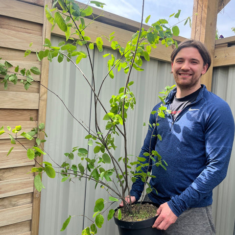 Amelanchier lamarckii 3,5L / 7,5L