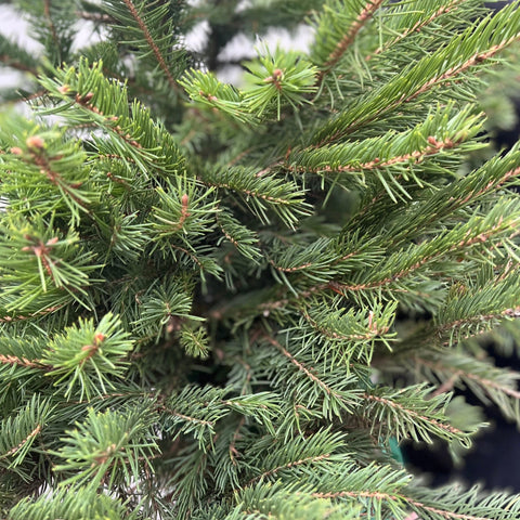 Echter Weihnachtsbaum im Topf | Picea pungens 'Glauca' | 80-100 cm