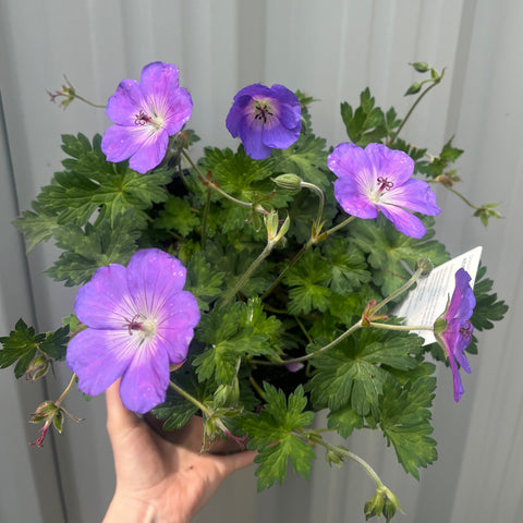 Geranie 'Azure Rush' 3L