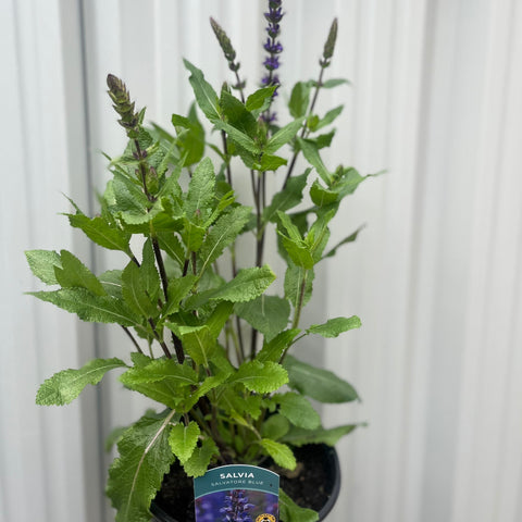 Salvia Salvatore Blau 3L