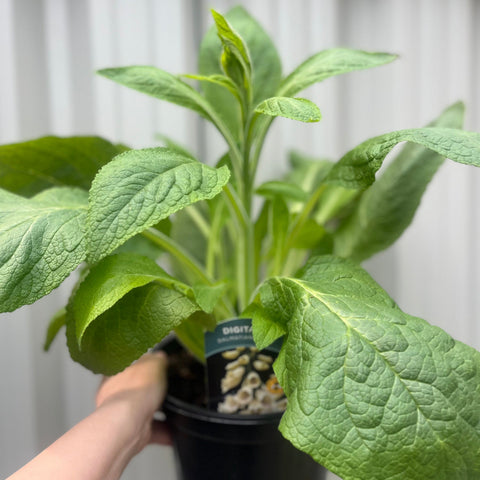 Digitalis 'Dalmatian Cream' (Fingerhut) 1,5/3 l