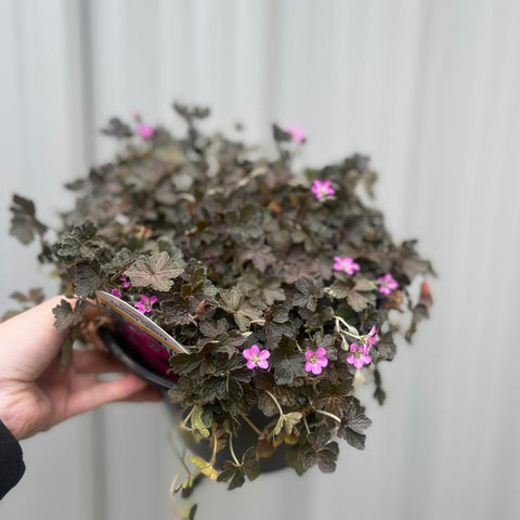 Geranie 'Orkney Cherry' 3L