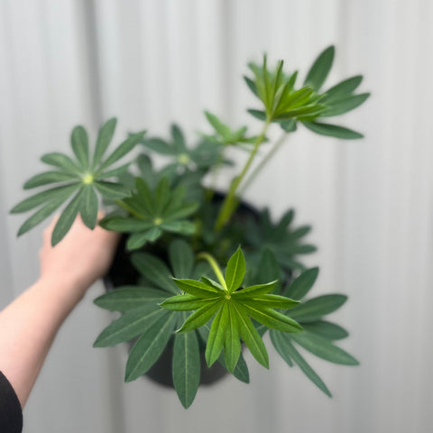 Lupin White Shades 3L