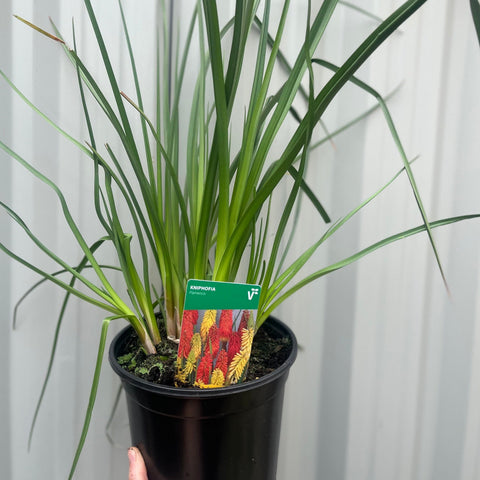 Kniphofia uvaria 'Flamenco' (Red Hot Poker) 9cm/2L