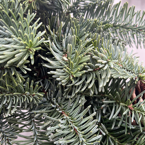 Noble Fir Christmas Wreath | 45cm | Real Wreath
