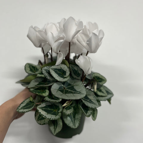 Weißes Alpenveilchen (9/13 cm Topf)