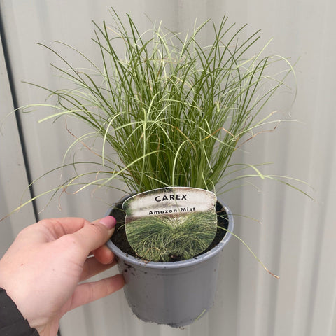 Carex Grass - Amazon Mist