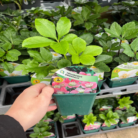 Hellébore/Helleborus orientalis - Rose (9 cm)