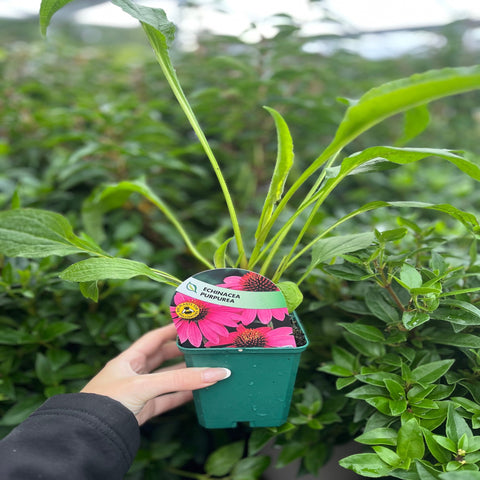 Echinacea purpurea 9 cm / 2 l
