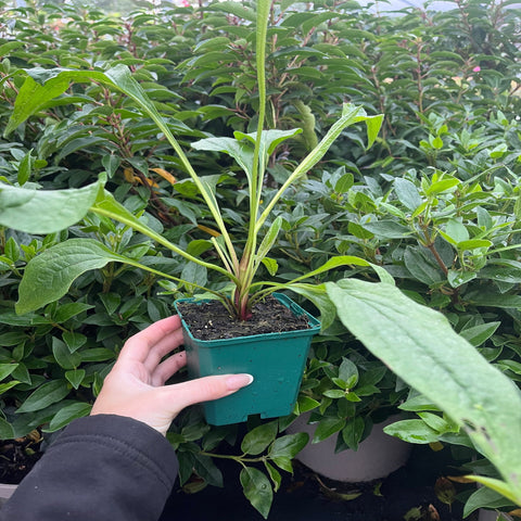 Echinacea purpurea Prairie Blaze Orange Sunset, 9 cm Topf