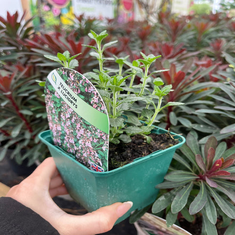 Teucrium x Lucidrys 9cm