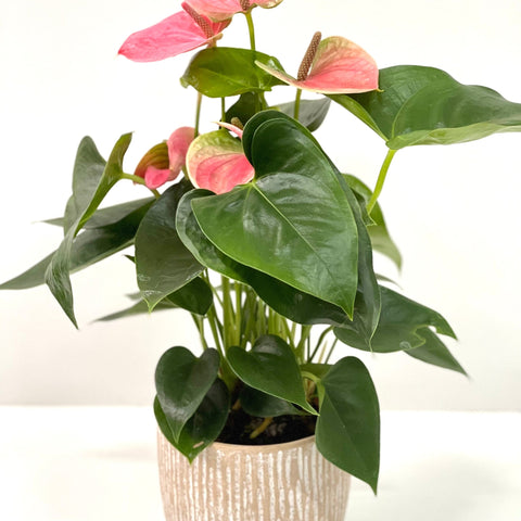Anthurium - Candy Floss Pink