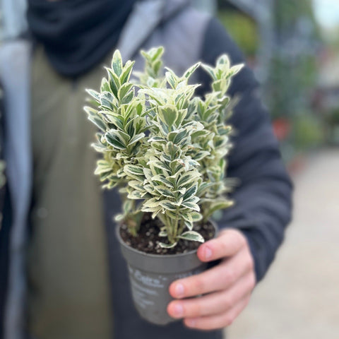 Euonymus japonicus 'White Spire' 9cm-4L (Multibuy Offers Available)