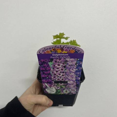 Delphinium pacific Hybrides Mixtes 9cm