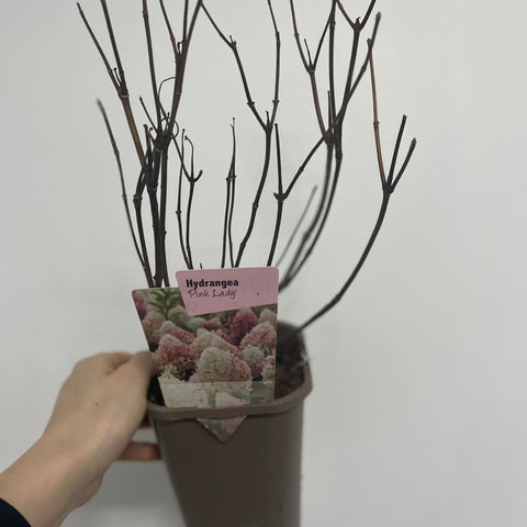 Hydrangea paniculata 'Pink Lady' 1L / 1.5L