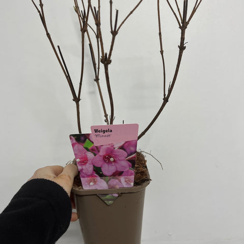Weigela 'Minuet' 1L / 2L