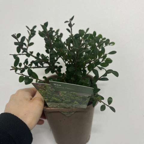 Ilex crenata 'Glory Gem' | Japanische Stechpalme 1L