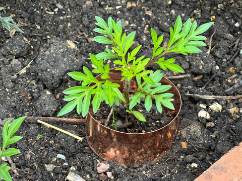6 x 14cm Copper Plant Ring Bundle