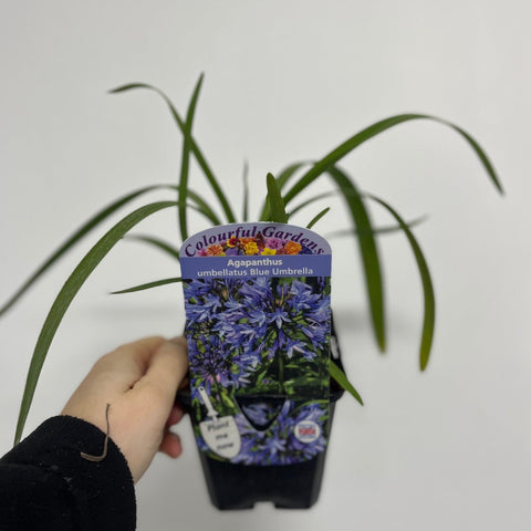 Schmucklilie 'Blue Umbrella' 9 cm / 2 l