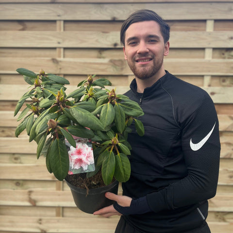 Rhododendron Virginia Richards 5L