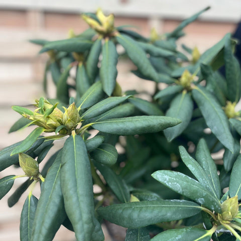 Rhododendron Roseum Elegans 2-5L