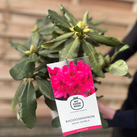 Rhododendron 'Nova Zembla' 2L / 5L