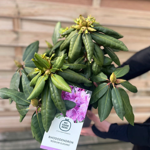 Rhododendron Delta 2L / 5L